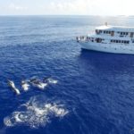 Delphin-Begleitung Tauchboot MV Keana