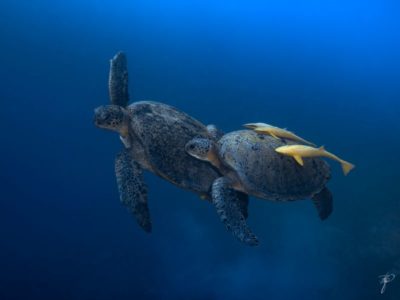 Ägypten-Schildkröten-Bernd