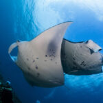 Mantas Malediven Safariboot Theia