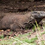 Komodo-Waran Tauchsafariboot EcoPro Duyung Baru