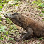 Komododrache Tauchsafarischiff EcoPro Duyung Baru