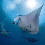 Mantas Safarischiff EcoPro Duyung Baru