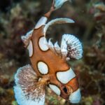 Harlekin Süsslippe Taucherresort Papua Paradise