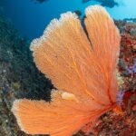 Koralle Taucher ©Mike Suender Safarischiff Maldives Master