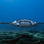 Mantarochen Tauchen Safarischiff Scubaspa Yang Ying