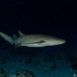 Ammenhai ©Anaïs Dominici Safariyacht Black Manta
