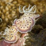 Gepunktete Nacktkiemer Tauchschiff Carpe Vita
