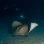 Manta Nachttauchgang ©Anaïs Dominici Safariboot Black Manta