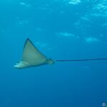 Mantarochen ©Anaïs Dominici Tauchyacht Black Manta