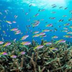 Schwarm Anthias Tauchsafarischiff Keana