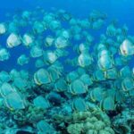 Fledermausfische Safarischiff Keana