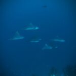 Mantarochen Tauchsafariyacht Keana