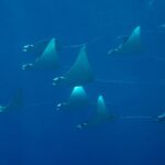 Mantas Tauchschiff Keana