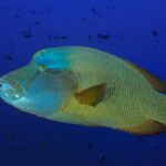 Napoleon-Lippfisch Tauchyacht Keana