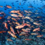 Nördliche Schnapper ©Grant Thomas Tauchsafarischiff Palau Siren