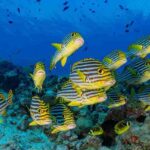 Orientalische Süßlippe Safariyacht Keana