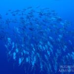 Stachelmakrelen Schwarm Safariyacht Red Sea Aggressor II