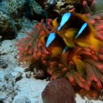 Anemonenfische Safariboot Red Sea Aggressor II