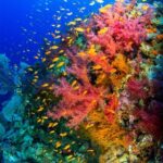 Weichkorallen Tauchboot Red Sea Aggressor II