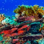 Korallen Fische Tauchschiff Red Sea Aggressor II
