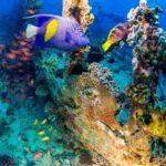 Kaiserfisch Tauchsafariboot Red Sea Aggressor II