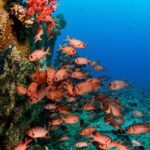 Soldatenfische Safariyacht Red Sea Aggressor II