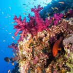 Juwelen-Zackenbarsch Korallen Safarischiff Red Sea Aggressor II