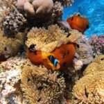 Anemone Safarischiff Red Sea Aggressor II