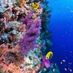 Mondsichel-Falterfische und Korallen Tauchyacht Red Sea Aggressor II