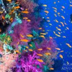 Juwelen-Fahnenbarsche Tauchsafariyacht Red Sea Aggressor II
