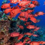 Soldatenfische Tauchsafariboot Red Sea Aggressor II