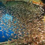 Glasfische Unterwasser Tauchsafarischiff Red Sea Aggressor II