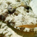 Plattkopf Tauchsafariyacht Red Sea Aggressor II