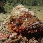 Fransen-Drachenkopf Tauchsafariboot Red Sea Aggressor II