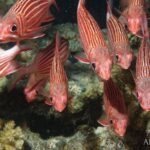 Husarenfische Tauchsafarischiff Red Sea Aggressor II