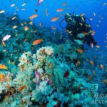 Vielfalt Safariyacht Red Sea Aggressor II