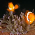 Anemonenfisch Tauchschiff Philippine Siren