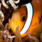 Anemonenfisch Tauchsafariboot Seadoors