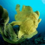 Anglerfisch Tauchsafarischiff Philippines Aggressor