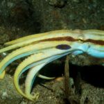 Augenfleck-Krake Tauchsafariboot Philippines Aggressor