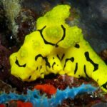 Bananen Nacktschnecke Tauchsafarischiff Philippine Siren