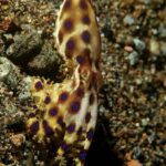 Blauring-Oktopus Tauchsafariyacht Philippines Aggressor