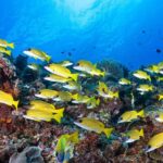 Blaustreifen Schnapper Tauchsafarischiff Seadoors