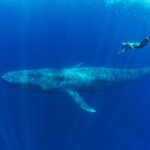 Buckelwal Tauchen Safariyacht Pindito