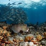 Büffelkopf Papageifisch Safariboot Seadoors