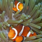 Clownfische Tauchschiff Philippines Aggressor