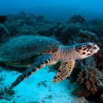 Echte Karettschildkröte Safariyacht Philippine Siren