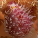 Eischnecke Safarischiff Philippines Aggressor