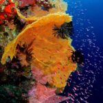 Fächerkorallen Safariboot Philippines Aggressor