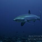 Fuchshai Tauchsafariyacht Philippines Aggressor